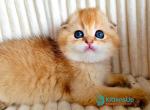 Onix - Scottish Fold Kitten For Sale - Hollywood&comma; FL&comma; US