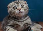Willi - Scottish Fold Kitten For Sale - Hollywood&comma; FL&comma; US