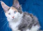 Ledi Dior - Maine Coon Kitten For Sale - Hollywood&comma; FL&comma; US