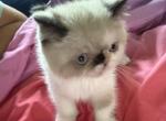 Exotic pointed female - Exotic Kitten For Sale - 