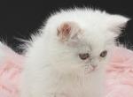 Exotic dollface female - Exotic Kitten For Sale - 