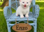 Enzo - Munchkin Kitten For Sale - Neosho&comma; MO&comma; US