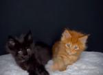 Suzy - Domestic Kitten For Adoption - Salinas&comma; CA&comma; US