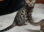 Sadie - Bengal Kitten For Sale - Macon&comma; MO&comma; US
