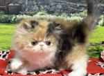 Gaby - Persian Kitten For Sale - Lakeland&comma; FL&comma; US
