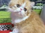 Winston - Persian Kitten For Sale - Lakeland&comma; FL&comma; US
