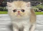 Woody - Persian Kitten For Sale - 