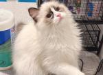 Rocky - Ragdoll Kitten For Sale - Queens&comma; NY&comma; US