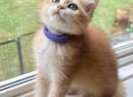 Venny - British Shorthair Kitten For Sale - Queens&comma; NY&comma; US