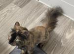 Hazel - American Shorthair Cat For Adoption - Jacksonville&comma; FL&comma; US