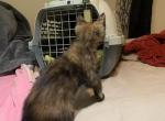 Unmamed - Domestic Kitten For Adoption - Augusta&comma; GA&comma; US