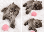 Graisy - Persian Kitten For Sale - Orlando&comma; FL&comma; US