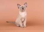 Anola - Burmese Kitten For Sale - Miami&comma; FL&comma; US