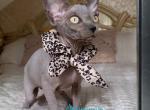 Trasy - Sphynx Kitten For Sale - Miami&comma; FL&comma; US