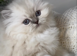 Priscillas litter - Himalayan Kitten For Sale - Reidsville&comma; NC&comma; US