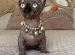 Emma - Sphynx Kitten For Sale - Miami&comma; FL&comma; US