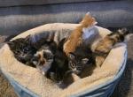 Embers Babies - Maine Coon Kitten For Sale - Corning&comma; OH&comma; US