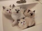 Blossom - Ragdoll Kitten For Sale - Henderson&comma; NC&comma; US