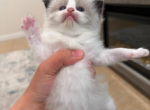 Oscar - Ragdoll Kitten For Sale - FL&comma; US