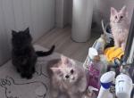 Britney - Domestic Cat For Sale - Walden&comma; CO&comma; US