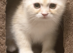 Scottish Persian Kittens - Scottish Fold Kitten For Sale - 