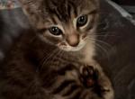 Raya - American Shorthair Kitten For Sale - Totowa&comma; NJ&comma; US