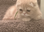 Scottish Fold Kitten - Scottish Fold Kitten For Sale - 