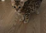 Bengal kittens - Bengal Kitten For Sale - New Lebanon&comma; OH&comma; US