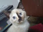 Shameless  color point - Colorpoint Shorthair Kitten For Sale - Randallstown&comma; MD&comma; US
