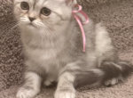 Scottish Straight Kittens - Scottish Straight Kitten For Sale - 