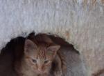 color American short hair - American Shorthair Kitten For Sale - Randallstown&comma; MD&comma; US