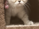 Scottish Straight Persian Kittens - Scottish Straight Kitten For Sale - Kennewick&comma; WA&comma; US