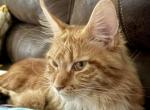 Willow - Maine Coon Cat For Sale - Atlanta&comma; MO&comma; US