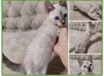 Zamir & Zamira - Bengal Kitten For Sale - Belleville&comma; NJ&comma; US
