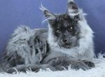 Granadin - Maine Coon Kitten For Sale - Miami&comma; FL&comma; US