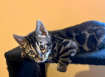Zoey - Bengal Kitten For Sale - Belleville&comma; NJ&comma; US
