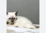 Zamira - Bengal Kitten For Sale - Belleville&comma; NJ&comma; US