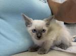 Boby - Siamese Kitten For Sale - Lehigh Acres&comma; FL&comma; US