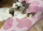 Tica seal mitted male 2 - Ragdoll Kitten For Sale - Butler&comma; PA&comma; US