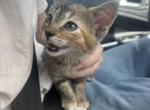 Mary - Domestic Kitten For Sale - Springfield&comma; MO&comma; US