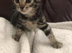 Luna - Bengal Kitten For Sale - GA&comma; US