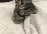 Luna - Bengal Kitten For Sale - 