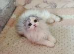 Scottish fold longhair blue bicolor girl - Scottish Fold Kitten For Sale - City Of Spokane Valley&comma; WA&comma; US