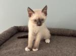 Siamese kittens - Siamese Kitten For Sale - Attleboro&comma; MA&comma; US