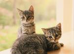 Four Scottish Straight Girls - Scottish Straight Kitten For Sale - Copperas Cove&comma; TX&comma; US