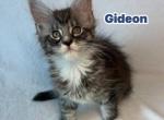 Gideon - Maine Coon Kitten For Sale - Fort Meade&comma; FL&comma; US