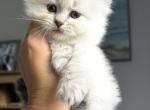 LIBRA - Siberian Kitten For Sale - Bonita Springs&comma; FL&comma; US