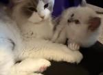 Luna - Ragdoll Kitten For Sale - 
