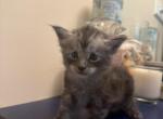 Wonderful Maine Coons - Maine Coon Kitten For Sale - Boonton&comma; NJ&comma; US
