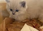 Kira - Ragdoll Kitten For Sale - Laurel&comma; MD&comma; US